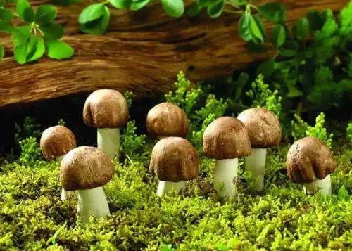 蘑菇娱乐吃瓜社,揭秘娱乐圈最新热点事件